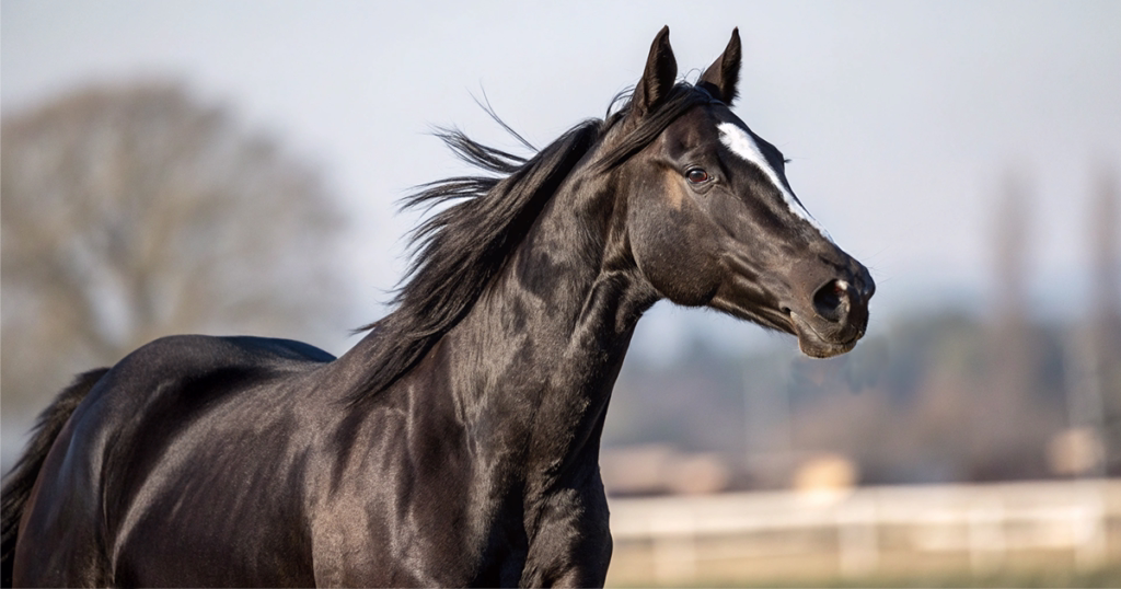 サンデーサイレンス系独占の功罪と血統分析による競馬予想活用法データ - Uncategorized: 現代競馬の父系集中問題｜サンデー系独占の功罪と血統分析法