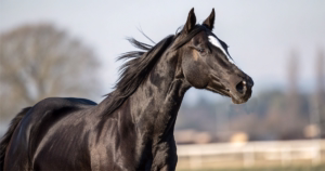 現代競馬の父系集中問題｜サンデー系独占の功罪と血統分析法