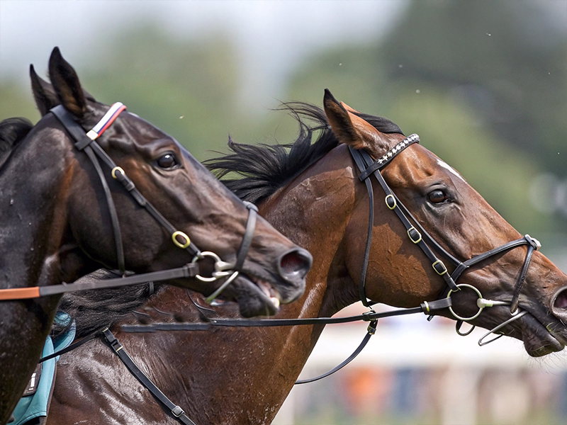 2頭の競走馬並走による血統系統間の競争