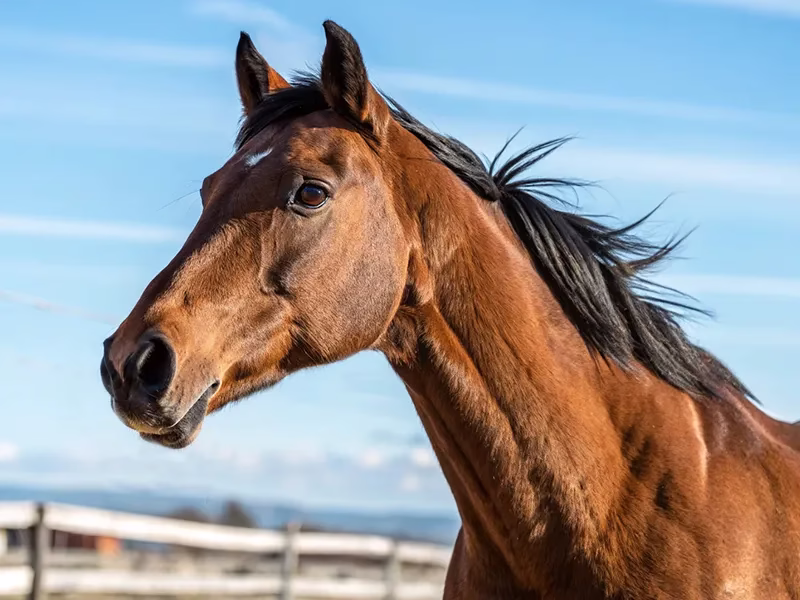 フェアリーステークス2026注目馬の血統構成