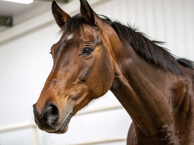 競馬 サラブレッド 血統