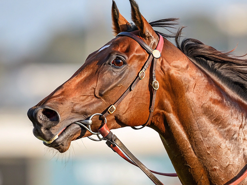 冬の中山競馬場を走る3歳サラブレッド、京成杯出走馬イメージ