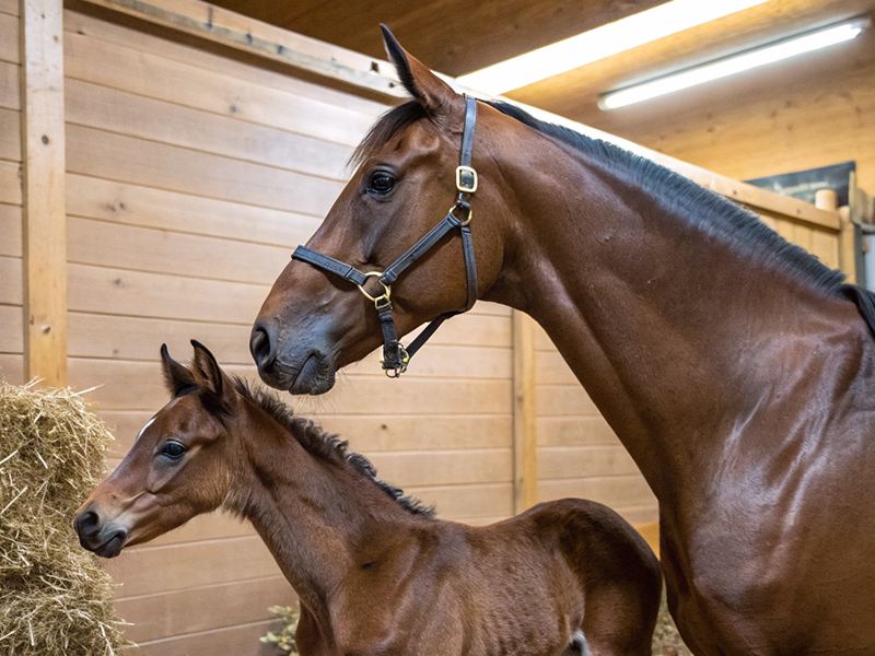 親子の競走馬と血統継承のイメージ