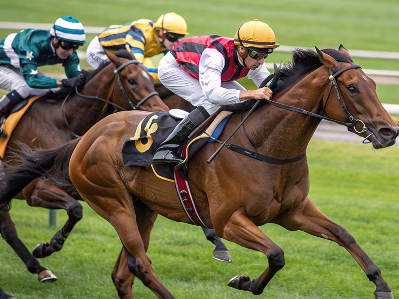 競馬 レースシーン 中長距離
