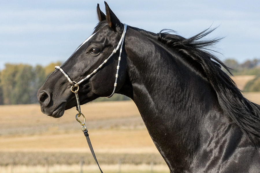 エムズビギン血統分析と競走成績データ
