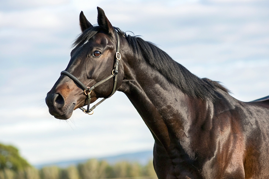 ヘデントール血統分析と競走成績データ