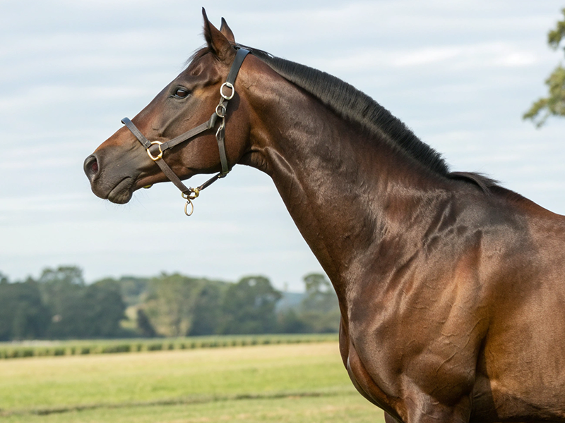 フェブラリーステークス出走馬の血統分析イメージ