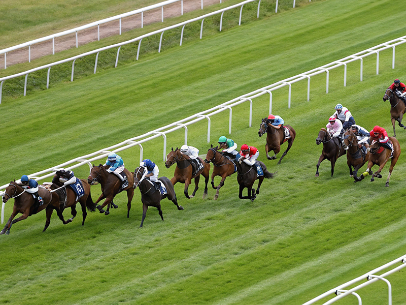 京都記念2026 レースシーン 京都競馬場芝2200mイメージ画像