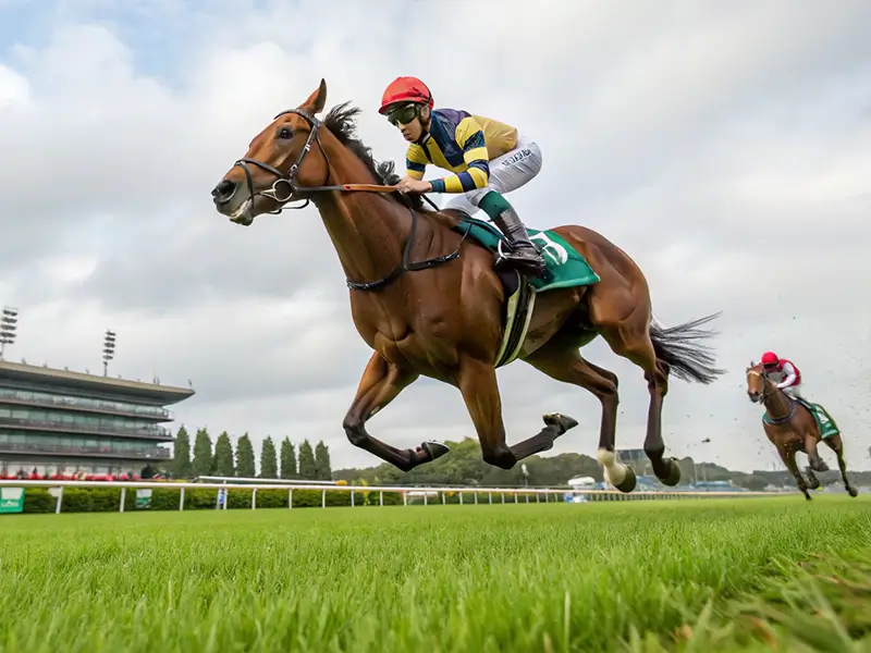中山競馬場G2レースの馬群