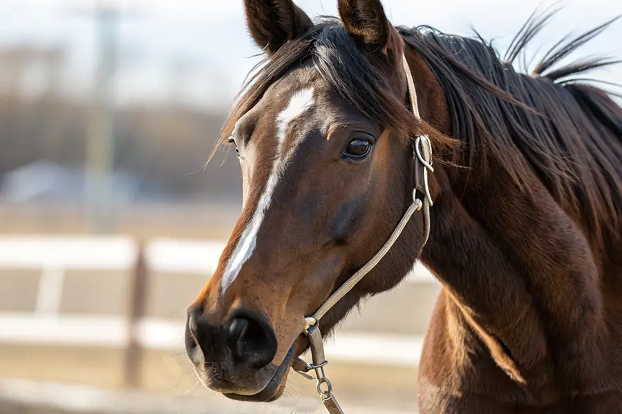 オニャンコポン血統分析と競走成績データ