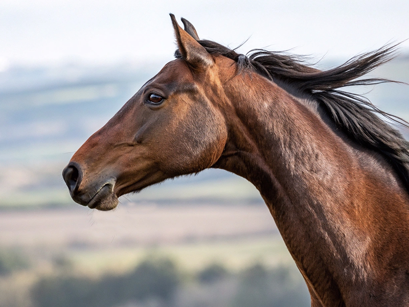 競走馬のクローズアップ