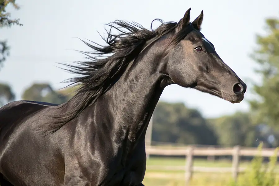 アスクエジンバラ血統分析と競走成績データ