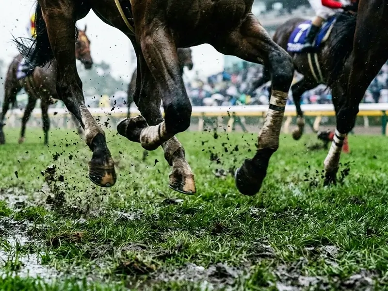 阪神競馬場雨の日の重馬場の競馬イメージ画像