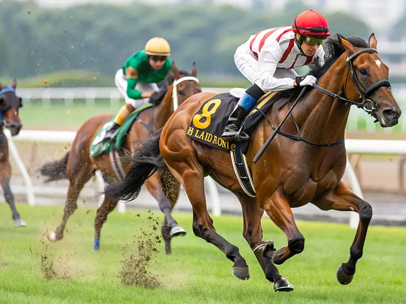 阪神競馬場で活躍する種牡馬産駒のレースイメージ画像