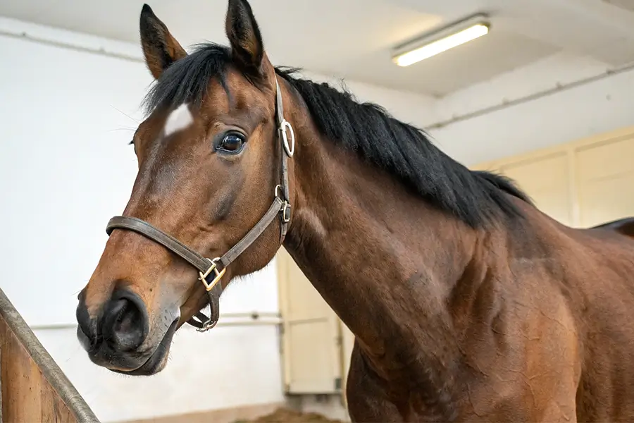 ジューンブレア血統分析と競走成績データ