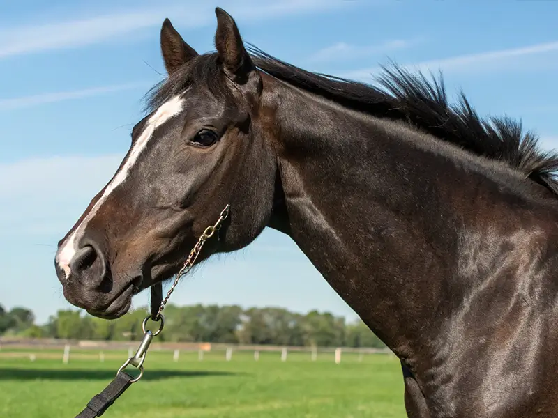 京都競馬場の競走馬イメージ画像