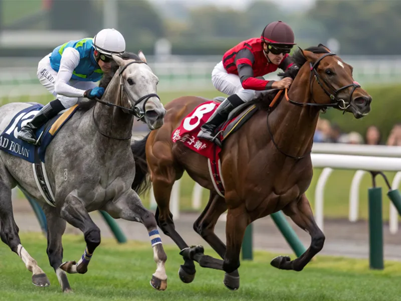 オルフェーヴルとゴールドシップの対決シーン