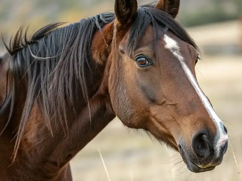 東京競馬場で活躍する競走馬イメージ