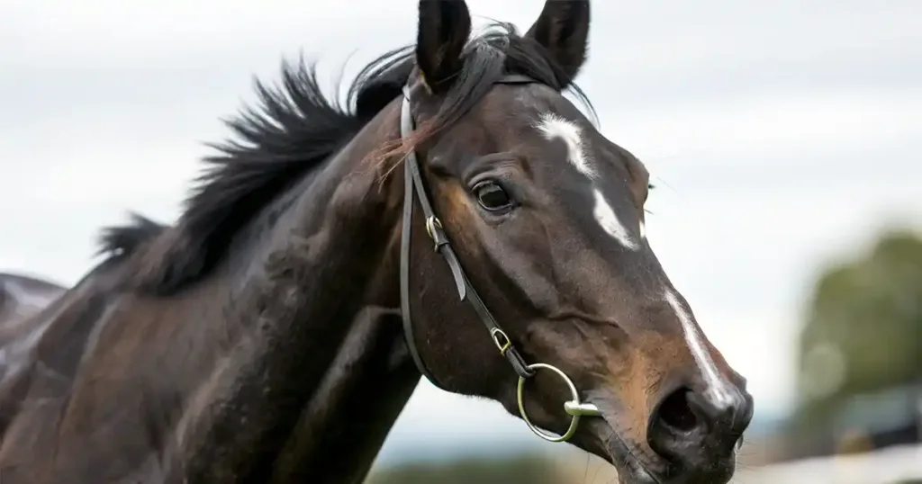 ルーラーシップ産駒の血統分析と競走成績データ - 血統解説: ルーラーシップ産駒の特徴｜ダート・晩成・コース別適性を解説