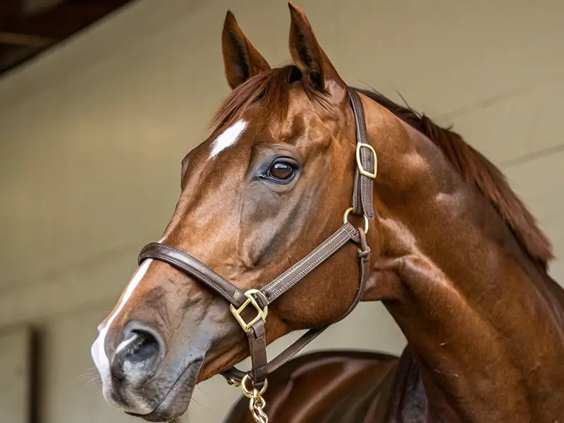 スプリングステークス2026の出走馬分析画像