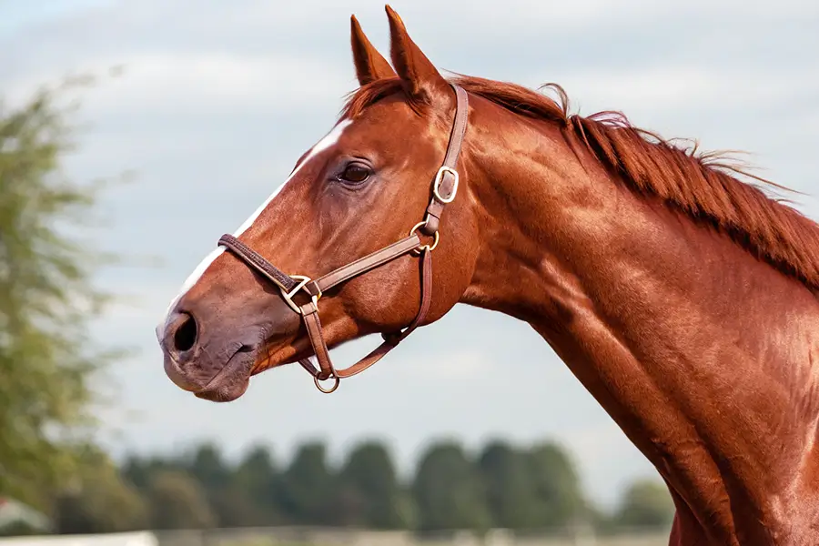 ウインカーネリアン血統データベース画像