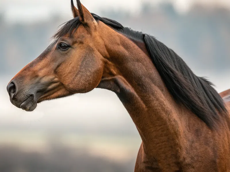 弥生賞2026に出走する競走馬のクローズアップイメージ画像