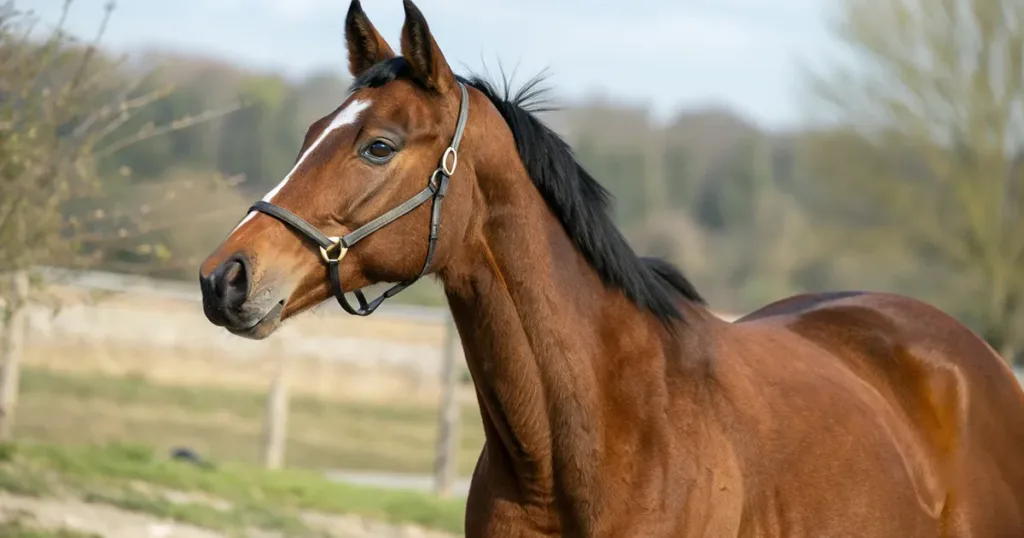 産駒の特徴・距離適性・馬場状態の血統分析データ - 血統解説: ハービンジャー産駒の特徴｜距離・ダート適性と得意競馬場を解説