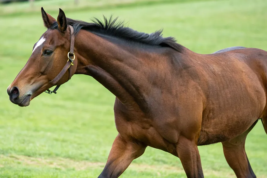 ホーエリートの血統分析と競走成績データ