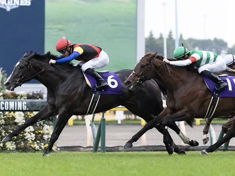 競馬 2400m 血統 芝2400mで活躍する種牡馬の分析