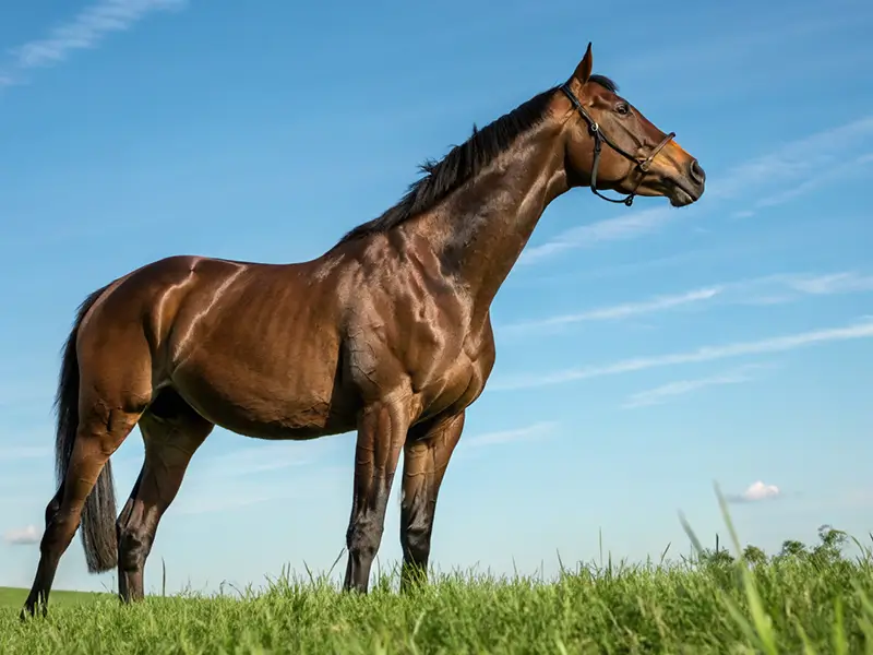桜花賞2026上位人気馬のクローズアップイメージ画像