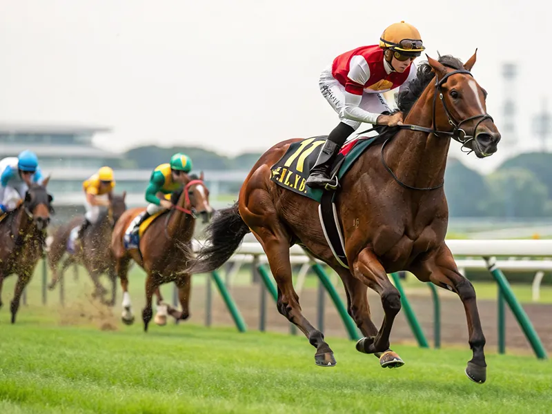 芝の競馬場でレースするハービンジャー産駒のシーンイメージ