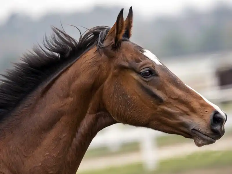  ロベルト系血統を持つ競走馬イメージ画像