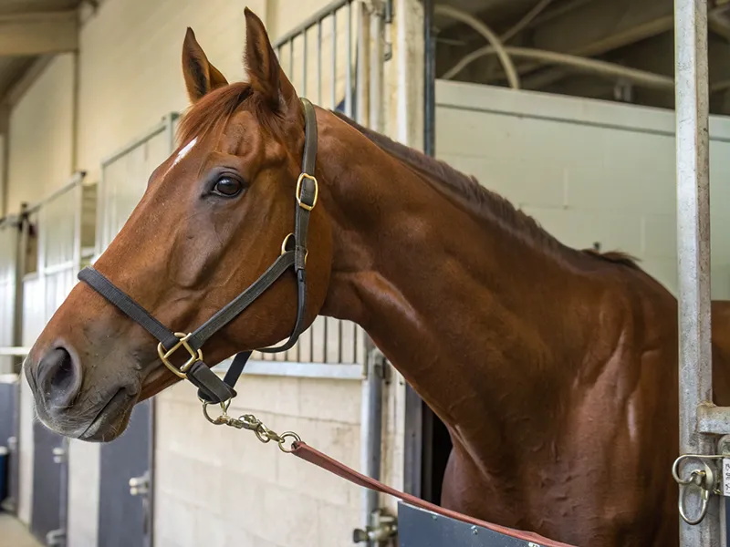 皐月賞2026 出走馬の競走シーン