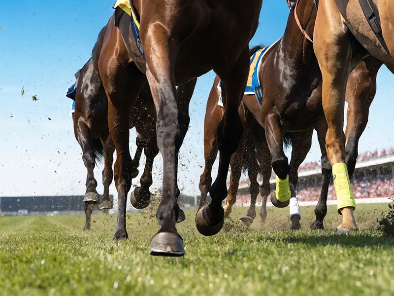 函館競馬場の洋芝コースを走る競走馬の足元イメージ画像