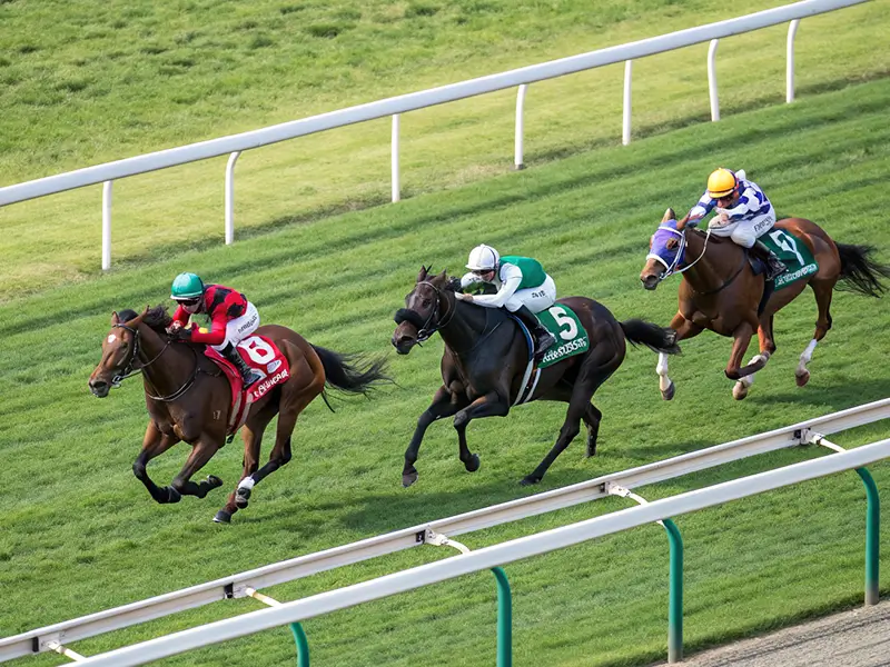 牝馬3頭のレース先頭争いの血統分析イメージ
