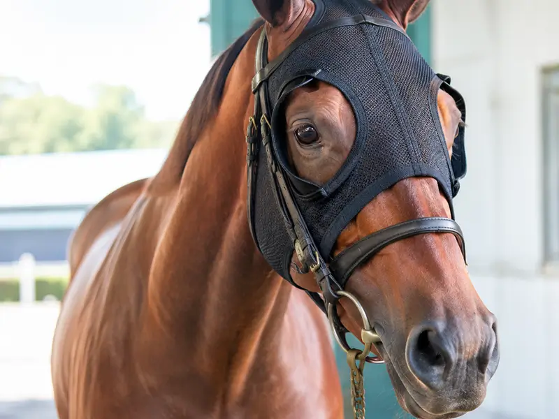 気性難の馬に装着するブリンカーと馬具の画像
