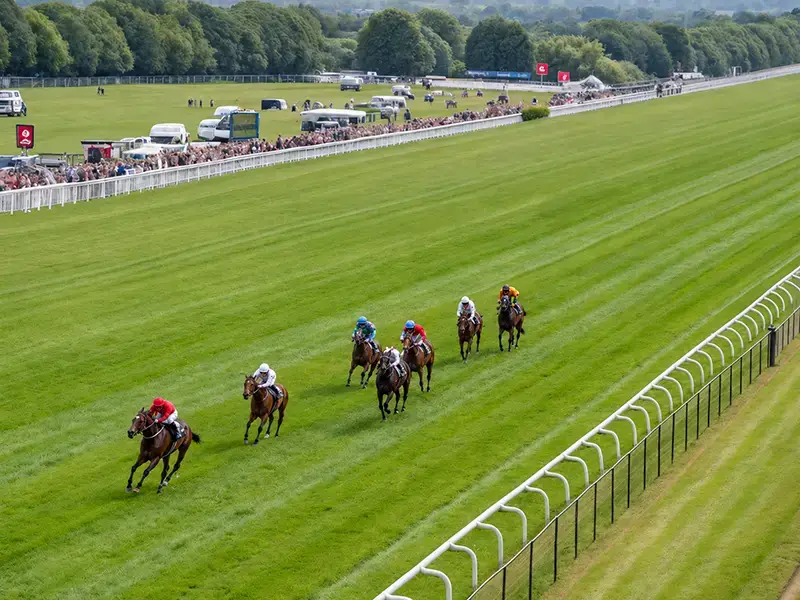 新潟競馬場のレースシーンイメージ画像