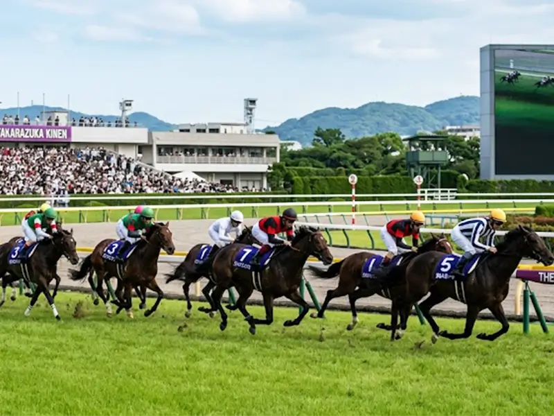 競馬3000m以上の長距離戦を走る競走馬