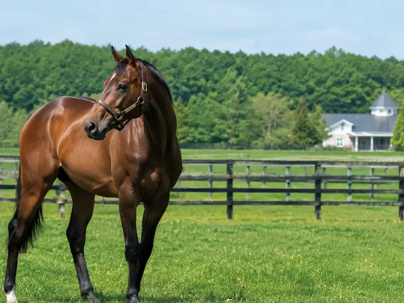 ノーザンファームの牧場で過ごす競走馬イメージ画像